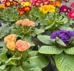 Fiori da giardino