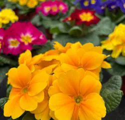 Fiori primaverili