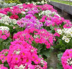 Fiori rosa 
