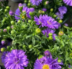 Pianta con fiore viola