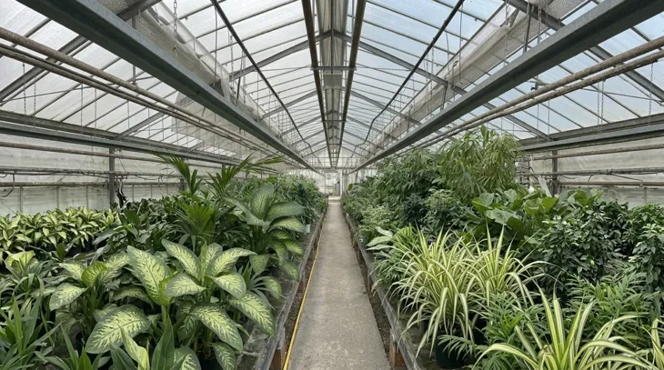 Piante sempre verdi presenti nella serra di Floricoltura Santa Sofia