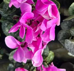 Ciclamino fucsia