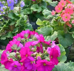 Fiori colorati